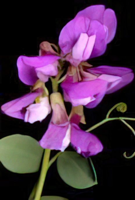 Sea Pea