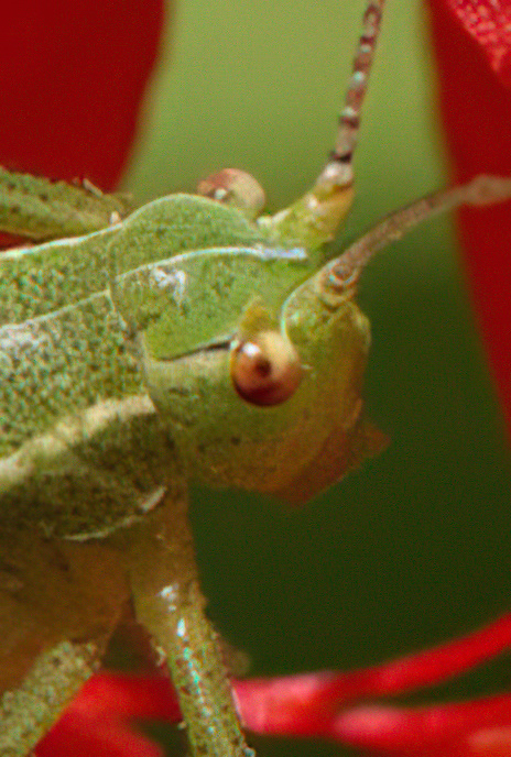 Speckled Bush-cricket
