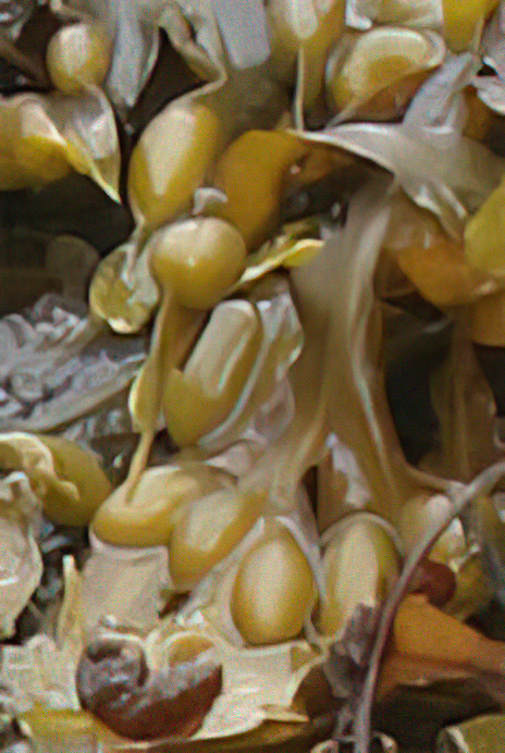 Bladder Wrack