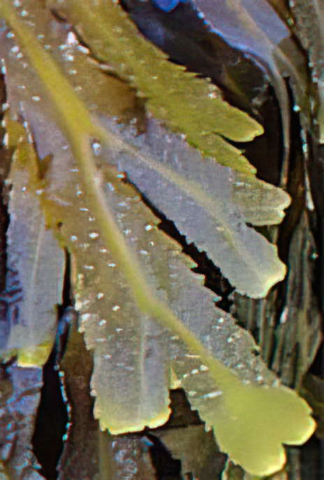 Saw Wrack