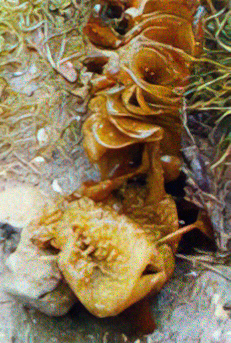 Furbelows (kelp)