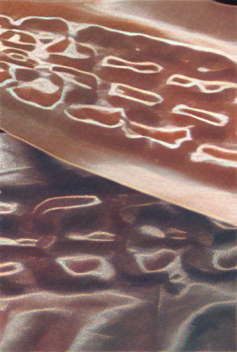 Sugar Kelp (kelp)