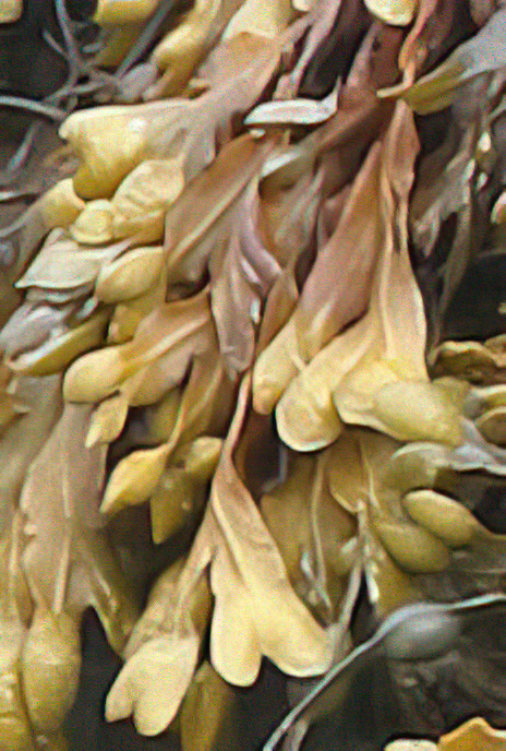Spiralled Wrack