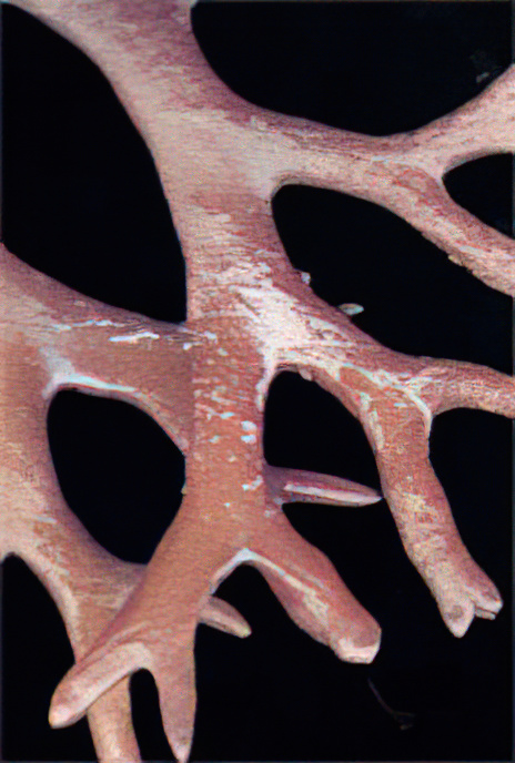 Irish Moss or Carrageen Moss