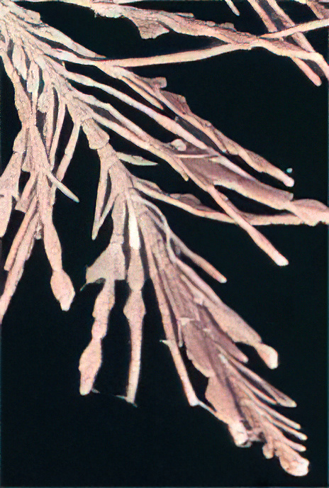 Common Coral Weed