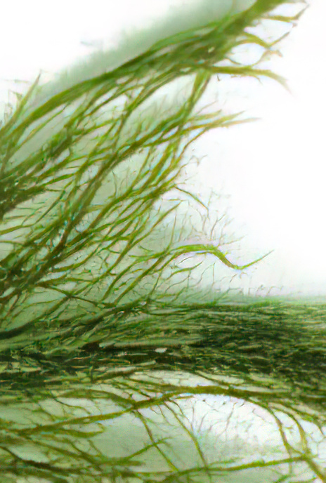 Shaving-brush Weed