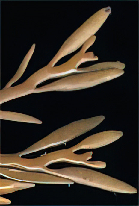 Sea Oak