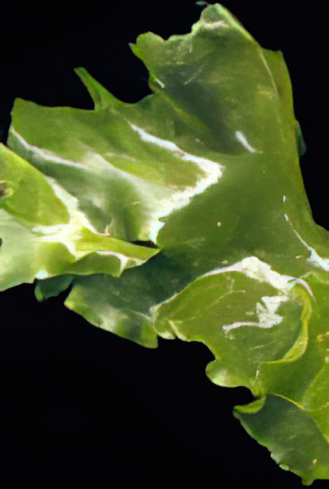 Sea Lettuce