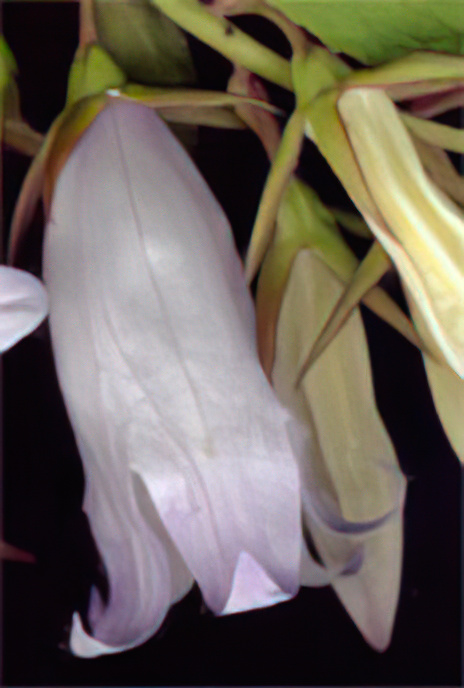 Giant Bellflower