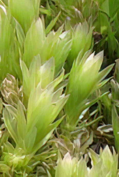 Swan’s-neck Thyme Moss