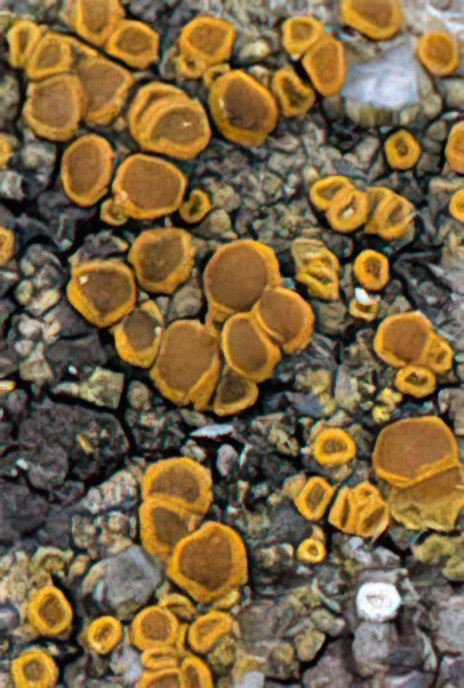 Caloplaca citrina