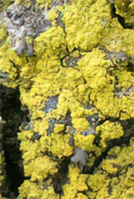 Candelariella coralliza