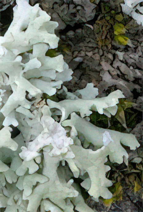 Hypogymnia tubulosa