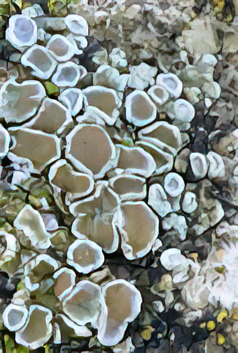 Lecanora dispersa