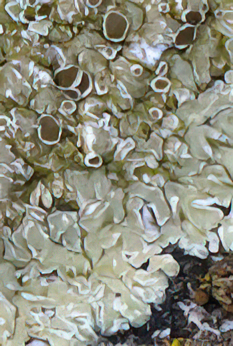 Lecanora muralis
