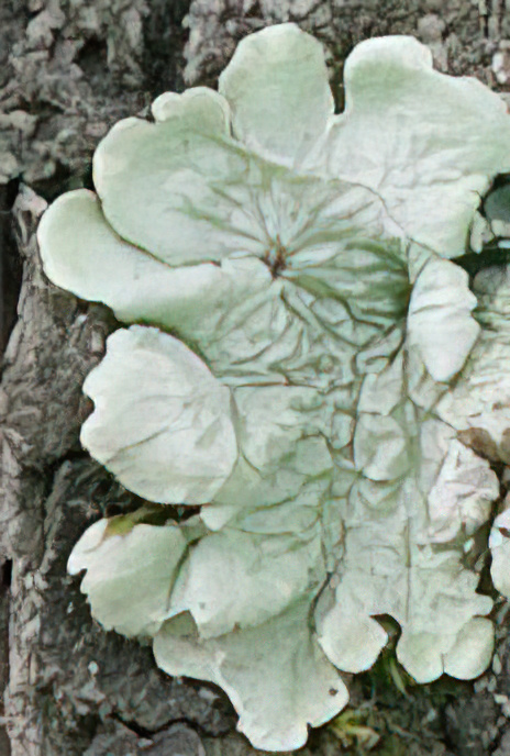 Flavoparmelia caperata