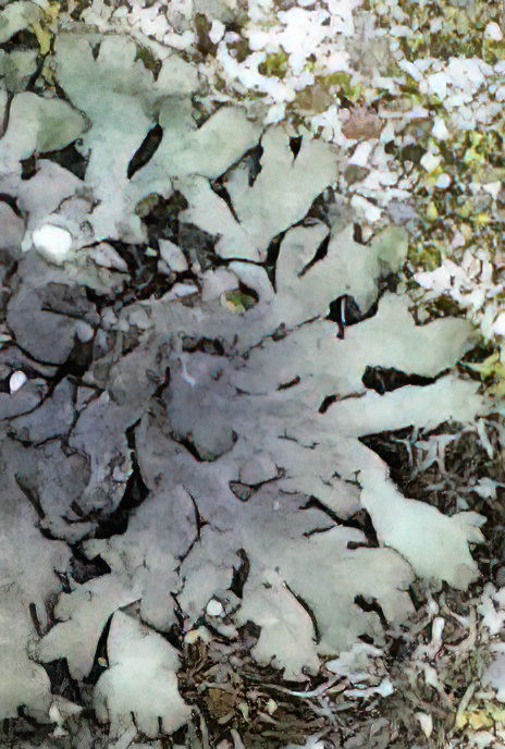 Physcia orbicularis