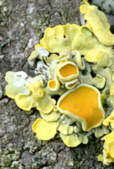 Golden Shield Lichen