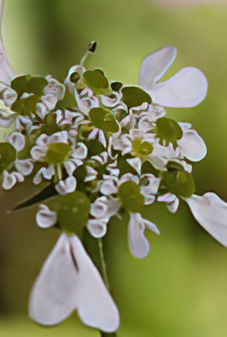 Roman Pimpernel