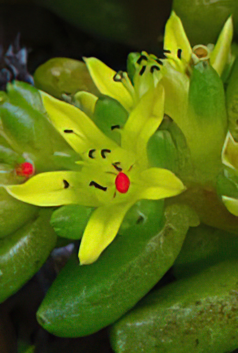 Cretan Stonecrop