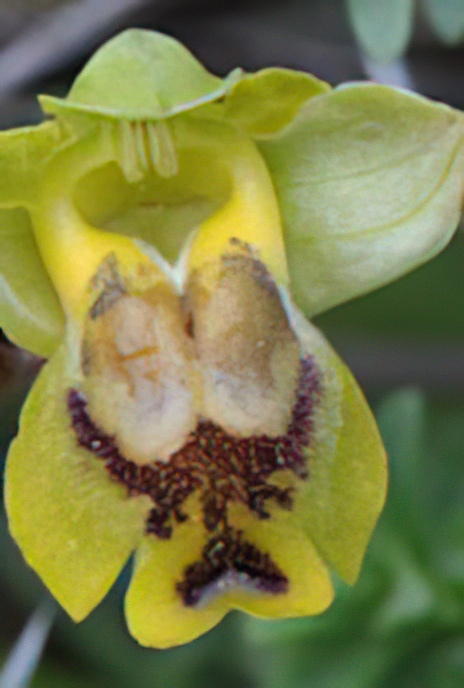 Yellow Bee Orchid