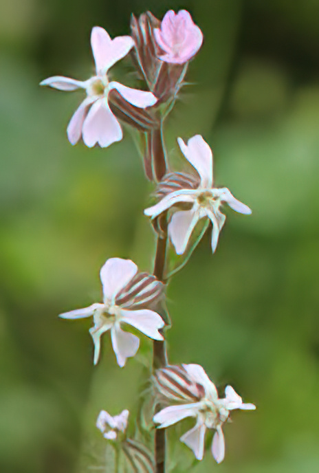 Small-flowered Catchfly