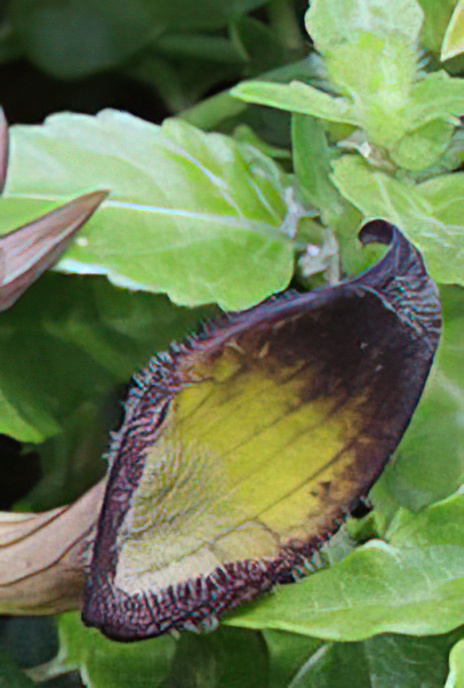Dutchman’s Pipe