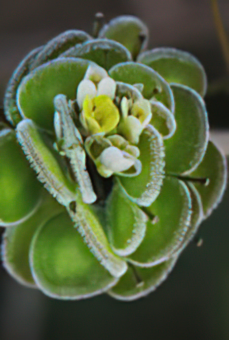 Lesser Buckler Mustard