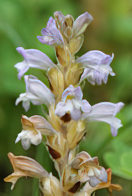 Hemp Broomrape