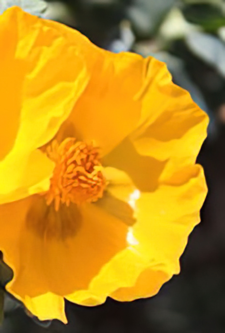 Yellow Horned Poppy (and Shaggy Bronze Beetle)