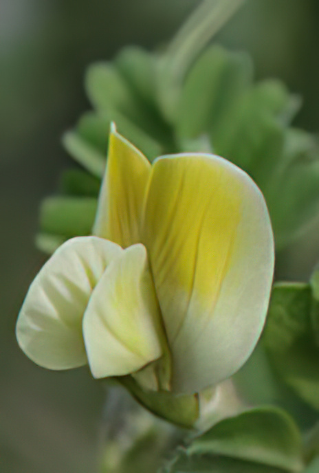 Hairy Yellow Vetch