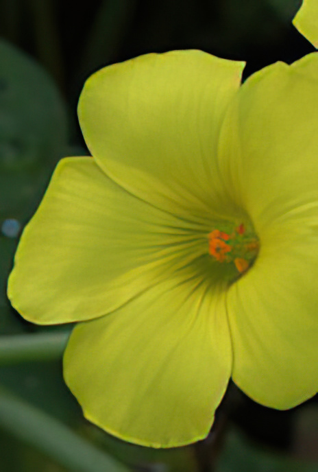 Bermuda Buttercup