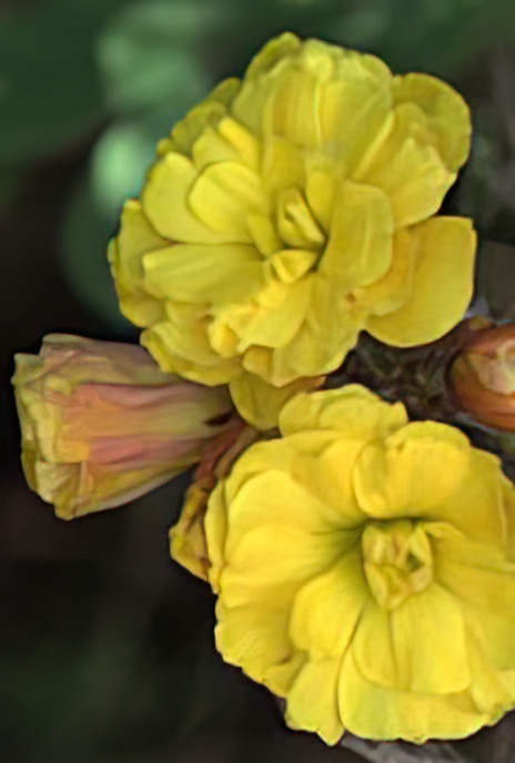 Double Bermuda Buttercup