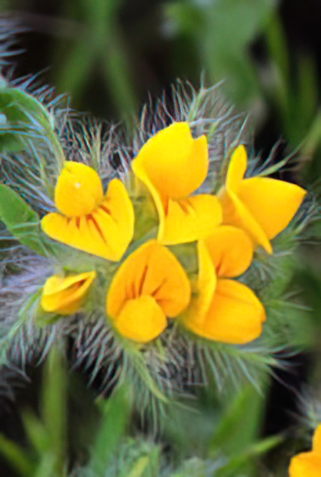 Hairy Bird’s-foot Trefoil