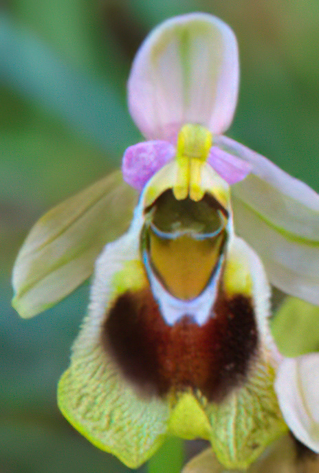 Sawfly Orchid