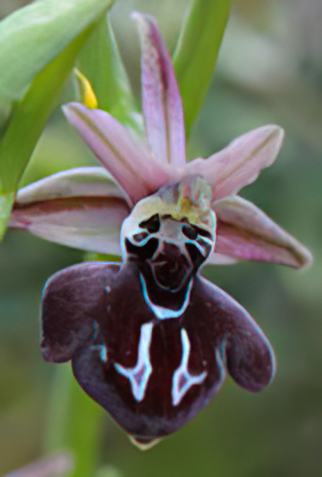 Cretan Bee Orchid
