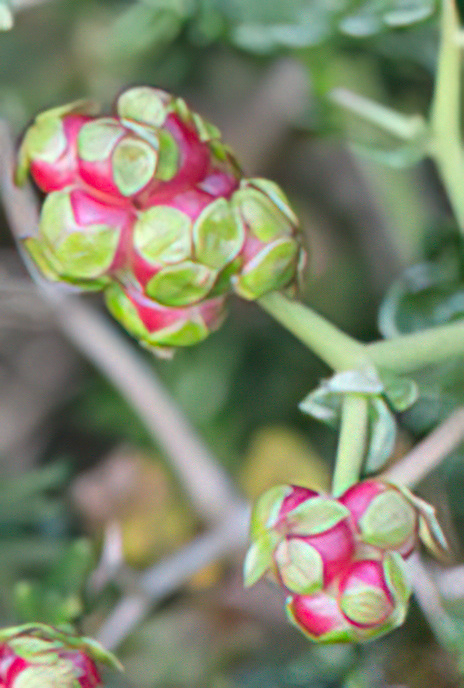 Thorny Burnet