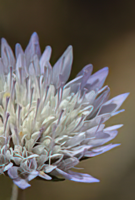 Cretan Whole-leaved Scabius