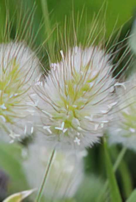 Hare’s-tail Grass