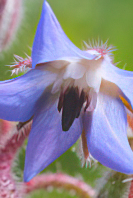 Borage