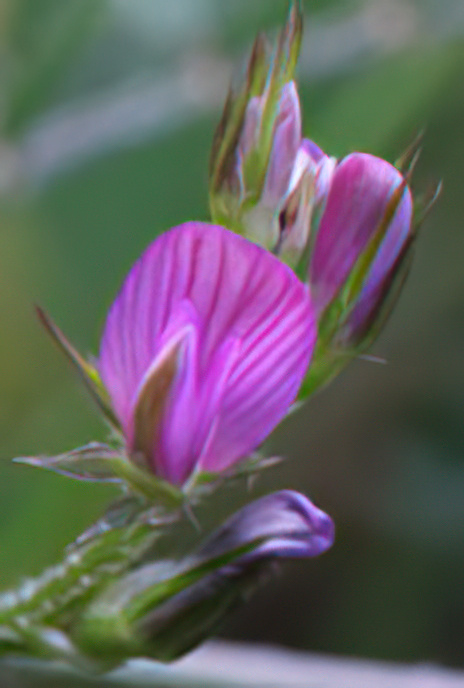 Cockshead Sainfoin
