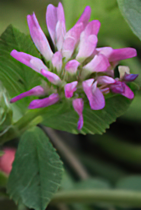 Persian Clover