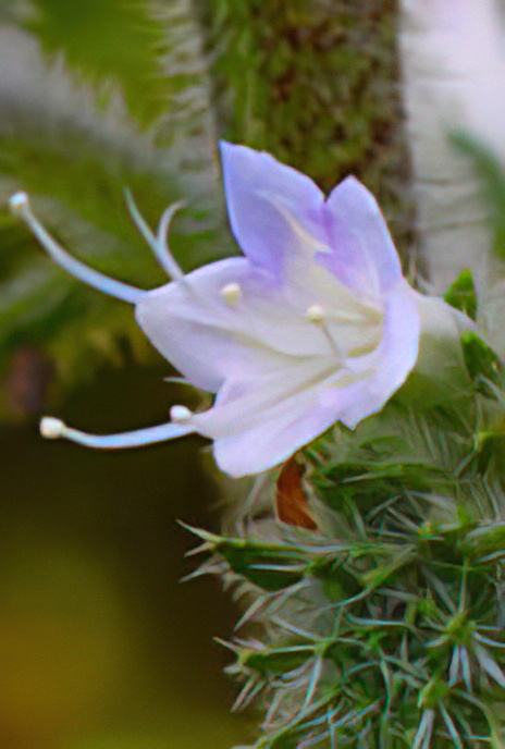Pale or Italian Bugloss