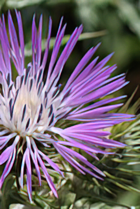 Purple Milk Thistle