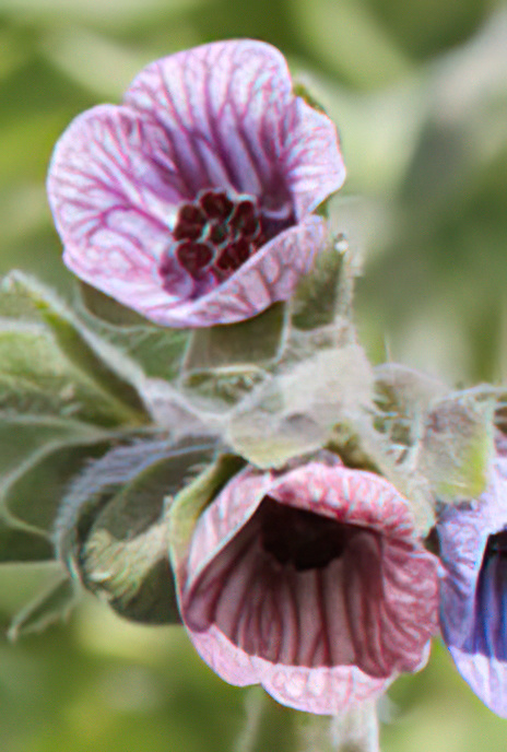 Blue Hound’s Tongue