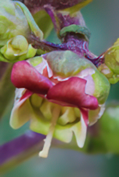 Puglian Figwort