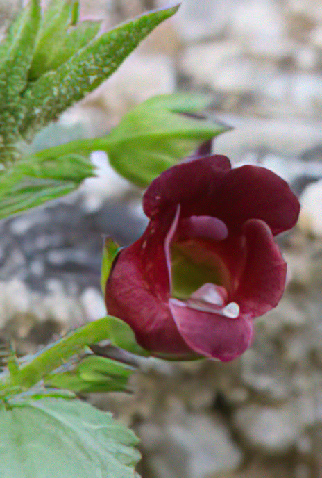 Mediterranean Figwort