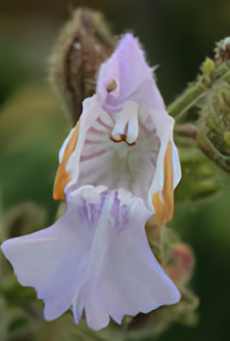 Greek Sage
