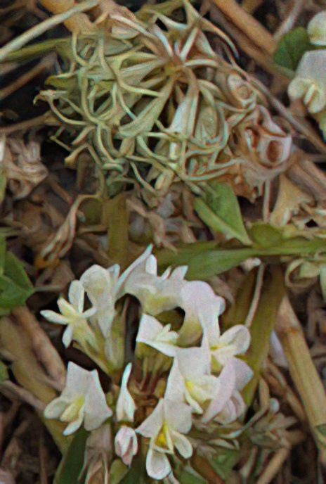 Annual White Clover