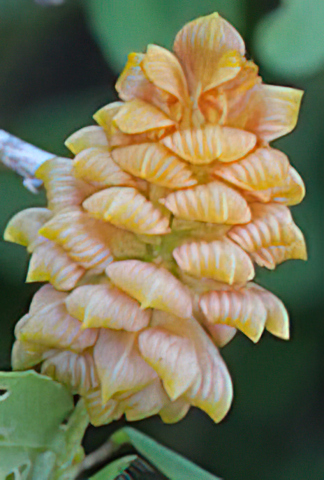 Hop Trefoil